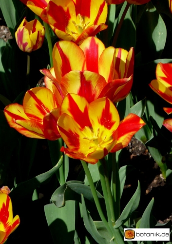 Tulipa Colour Spectacle