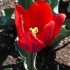 Tulipa Couleur Cardinal