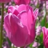 Tulipa Don Quichotte