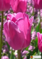 Tulipa Don Quichotte