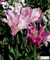 Tulipa Double Sensation