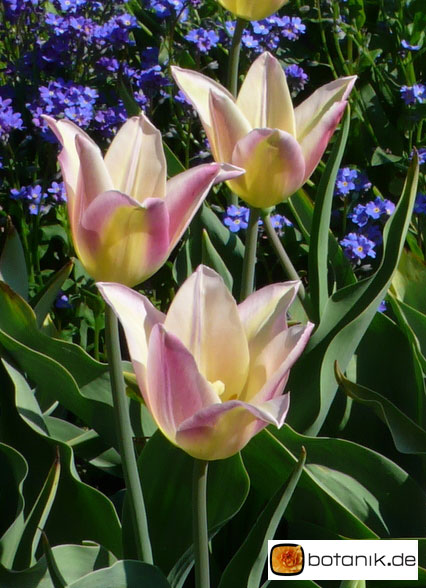 Tulipa Elegant Lady