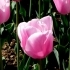Tulipa Esther --