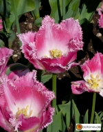 Tulipa Fancy Frills