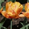 Tulipa Freeman
