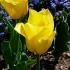 Tulipa Golden Brigitta