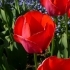 Tulipa Gordon Cooper