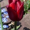 Tulipa Henry Dunant