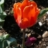 Tulipa Hermitage