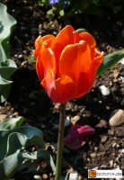 Tulipa Hermitage