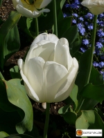 Tulipa Ivory Floradale