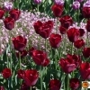 Tulipa Jan-Reus