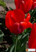 Tulipa Lefebres Memory