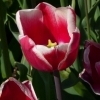 Tulipa Lucky Strike
