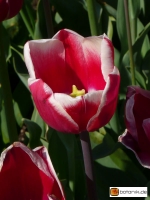 Tulipa Lucky Strike