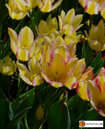 Tulipa Marienthal