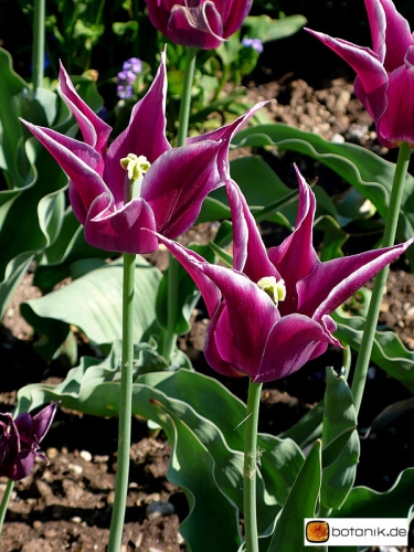 Tulipa Maytime