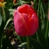 Tulipa Menton