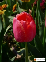 Tulipa Menton
