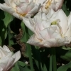 Tulipa Montreux