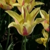 Tulipa Moonshine