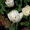 Tulipa Mount Tacoma