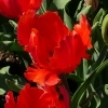 Tulipa Orange Favourite