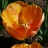 Tulipa Orange Lion