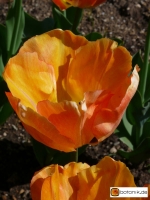 Tulipa Orange Lion