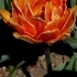 Tulipa Orange Prinzess