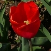Tulipa Orange Sun