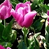 Tulipa Passionale