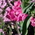 Tulipa Picture