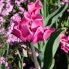 Tulipa Picture