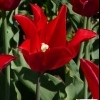 Tulipa Pieter de Leur