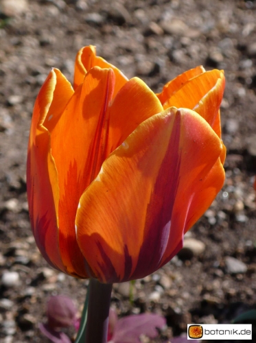 Tulipa Prinses Irene