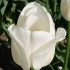 Tulipa Snowstar