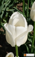 Tulipa Snowstar