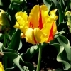 Tulipa Texas Flame