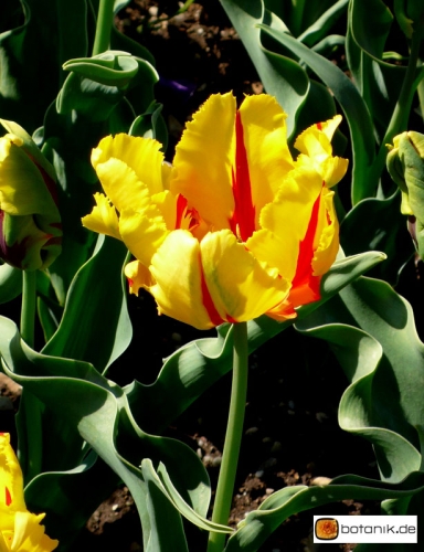 Tulipa Texas Flame