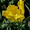 Tulipa Texas Gold