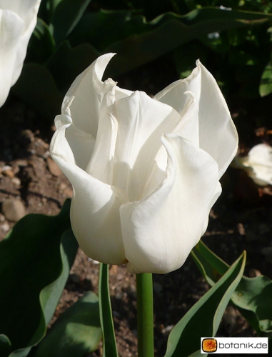 Tulipa Top White
