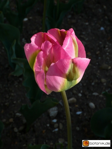 Tulipa Viridiflora