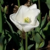Tulipa White Dream