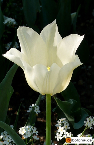 Tulipa White Elegance