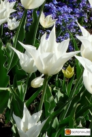 Tulipa 'White Triumphator' -- Lilienblütige Tulpe