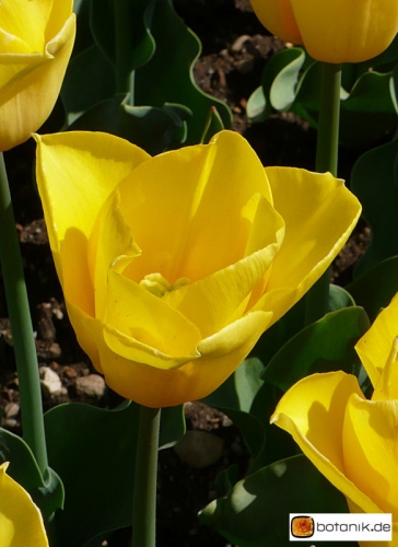 Tulipa Yellow Flight