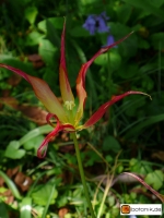 Tulipa acuminata -- Horntulpe