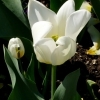 Tulipa fosteriana Hybride Purissima