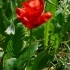 Tulipa greigii